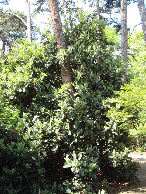 Eriobothrya japonica